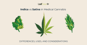 Indica vs Sativa in Medical Cannabis: Differences, Uses, and Considerations